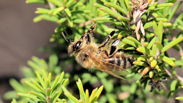 Wallpaper thumb: European Honey Bee